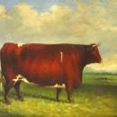 19thC BULL PAINTING / ENGLISH SCHOOL ANIMAL PORTRAIT