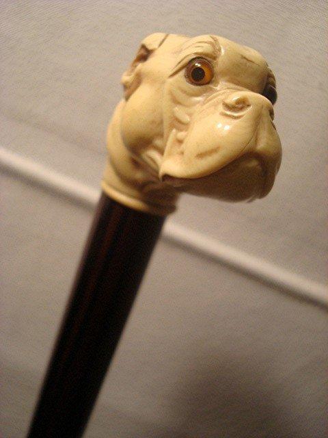 VICTORIAN BULLDOG CANE / CELLULOID/ COCOBOLO