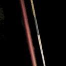 IVORY SWORD CANE/ VICTORIAN HORSE RACING STICK / WIN PLACE & SHOW / TOLEDO BLADE