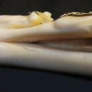 IVORY SWORD CANE/ VICTORIAN HORSE RACING STICK / WIN PLACE & SHOW / TOLEDO BLADE