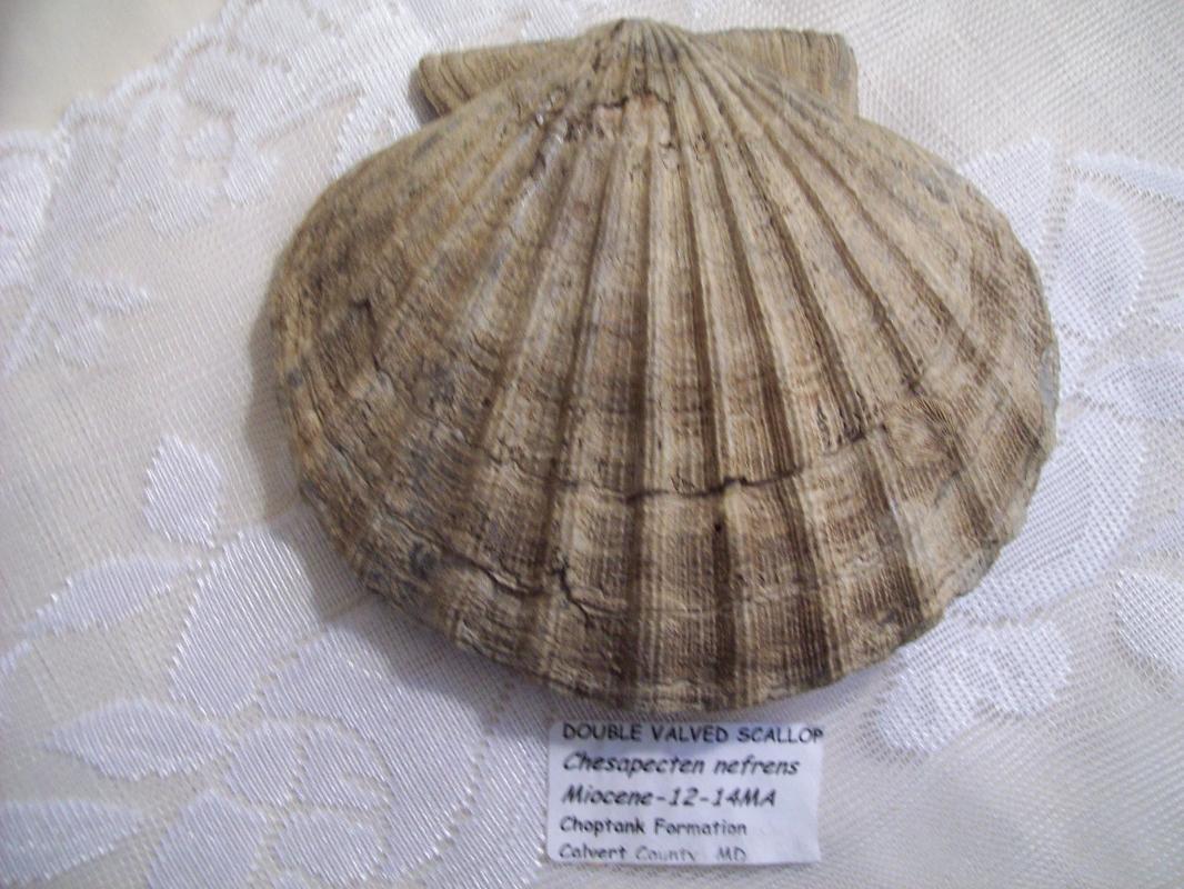 Double Valved Scallop Fossil