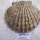 Double Valved Scallop Fossil