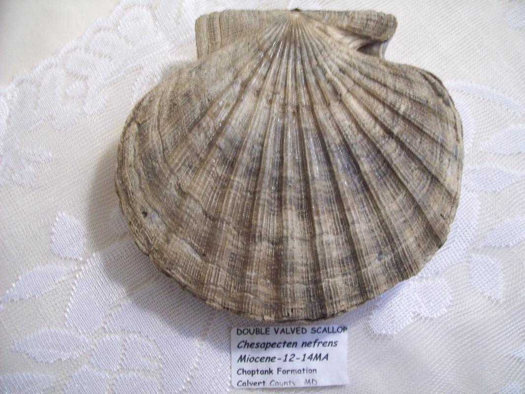 Double Valved Scallop Fossil