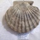 Double Valved Scallop Fossil