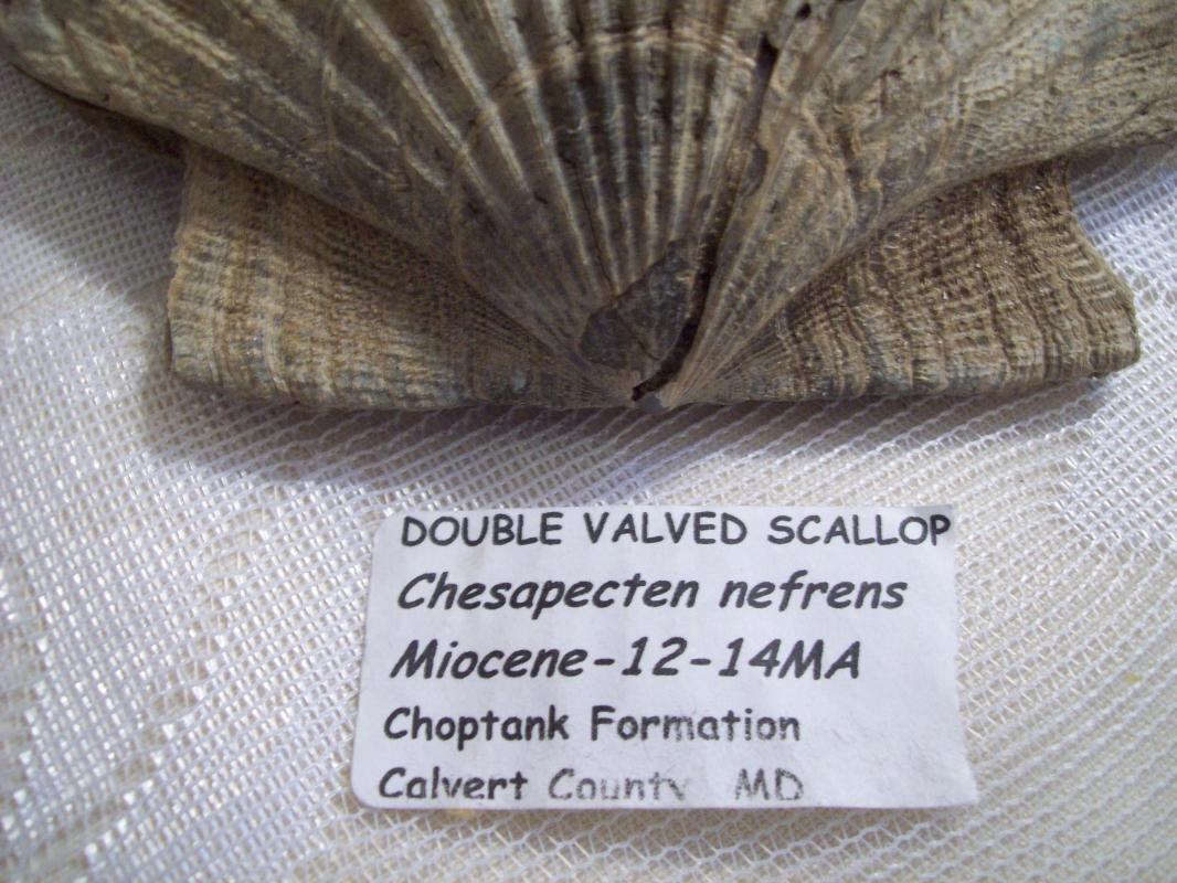 Double Valved Scallop Fossil