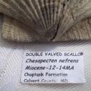 Double Valved Scallop Fossil