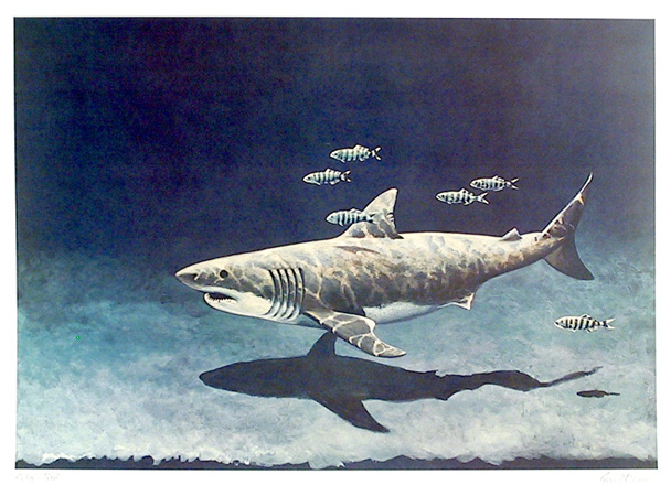 Richard Ellis Lithograph, Great White Shark