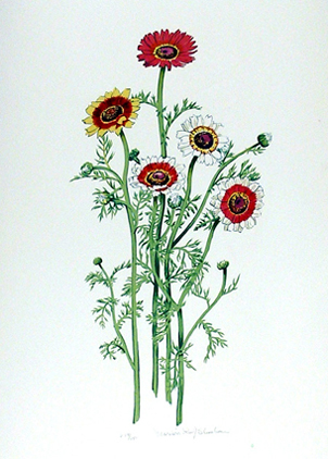 Marian Sheehan S/N Lithograph, African Daisy
