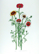 Marian Sheehan S/N Lithograph, African Daisy