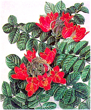 Marian Sheehan Lithograph, African Tulip Tree