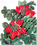 Marian Sheehan Lithograph, African Tulip Tree