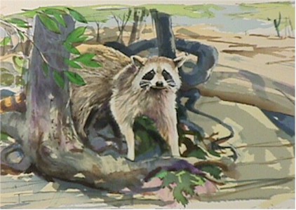 Everett Hibbard S/N Lithograph, Raccoon
