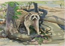 Everett Hibbard S/N Lithograph, Raccoon