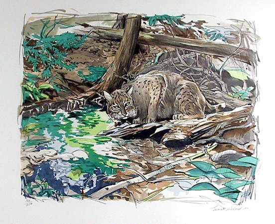 Everett Hibbard Lithograph, Adirondack Bobcat