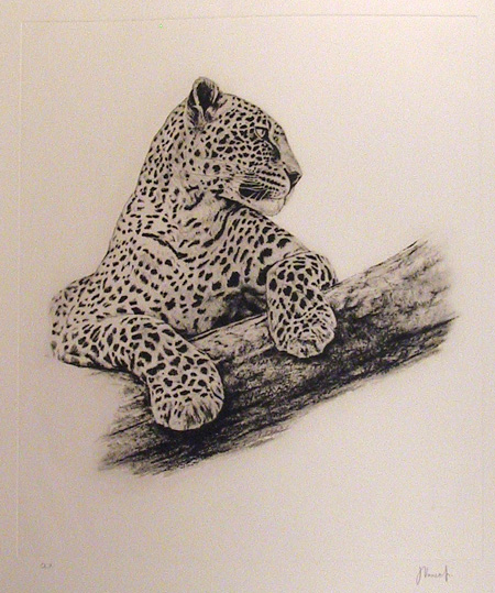 Joseph Vance S/N Etching, Leopard