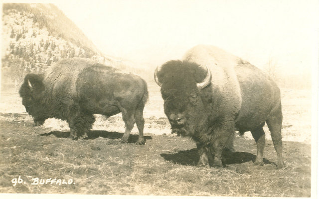 Early 1900's Postcard, Buffalo