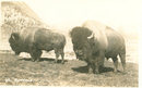 Early 1900's Postcard, Buffalo