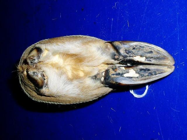Victorian Deer Foot Pin Cushion