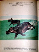 Animal Quiz, First Printing, Little Golden Book