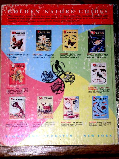 About The Seashore, First Printing, Little Golden Book