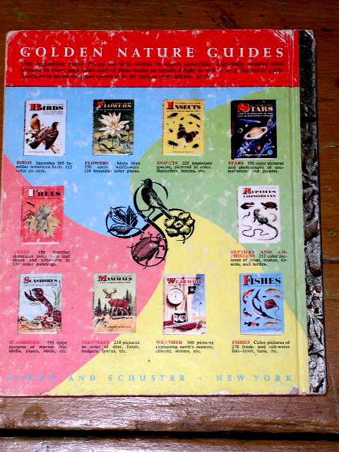 Four Little Kittens, First Printing, Little Golden Book