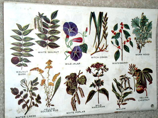 The Herbalist Almanac Book