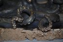 Pair of bronze octopus Italian 1950