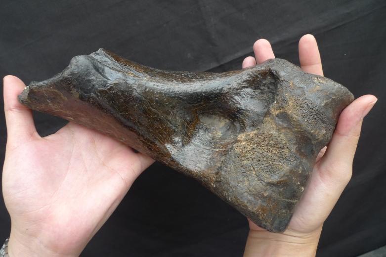 Proximal Left Humerus For BISON Fossil Fossils Glazed Rare Relic Organic Remain