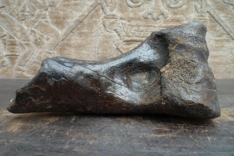 Proximal Left Humerus For BISON Fossil Fossils Glazed Rare Relic Organic Remain
