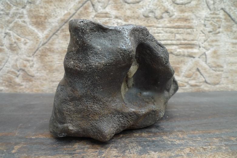 Proximal Left Humerus For BISON Fossil Fossils Glazed Rare Relic Organic Remain