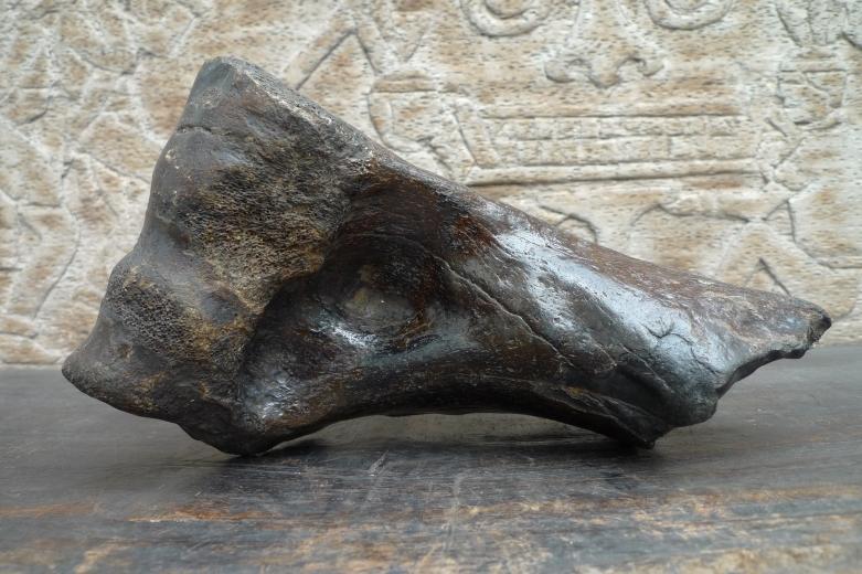 Proximal Left Humerus For BISON Fossil Fossils Glazed Rare Relic Organic Remain
