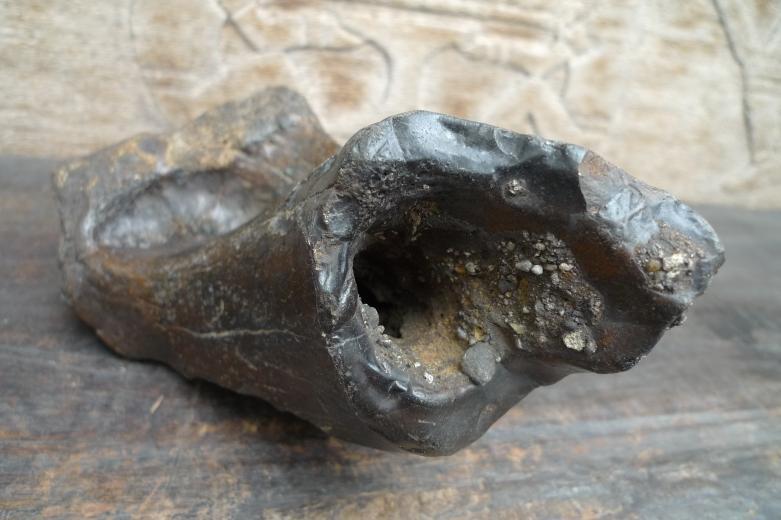 Proximal Left Humerus For BISON Fossil Fossils Glazed Rare Relic Organic Remain