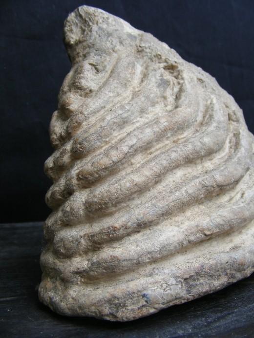 JUST DISCOVERED Massive Stegodon Molar FOSSIL Teeth Organic Remains Relic Borneo