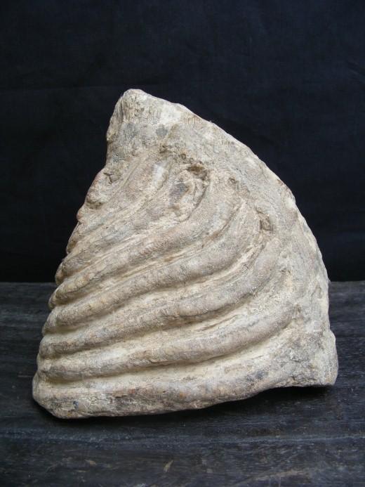 JUST DISCOVERED Massive Stegodon Molar FOSSIL Teeth Organic Remains Relic Borneo