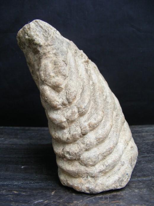 JUST DISCOVERED Massive Stegodon Molar FOSSIL Teeth Organic Remains Relic Borneo