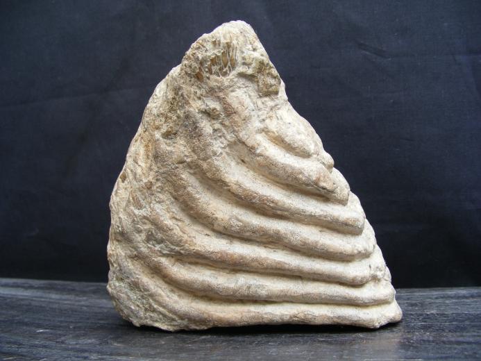 JUST DISCOVERED Massive Stegodon Molar FOSSIL Teeth Organic Remains Relic Borneo
