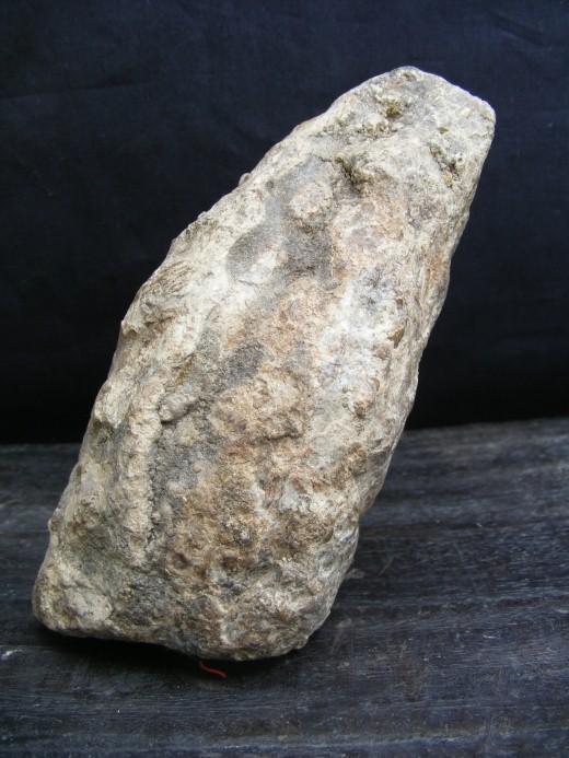 JUST DISCOVERED Massive Stegodon Molar FOSSIL Teeth Organic Remains Relic Borneo