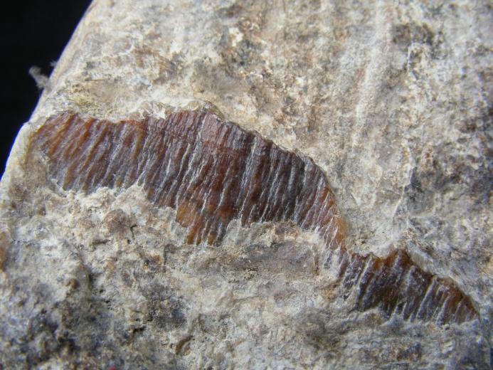 JUST DISCOVERED Massive Stegodon Molar FOSSIL Teeth Organic Remains Relic Borneo