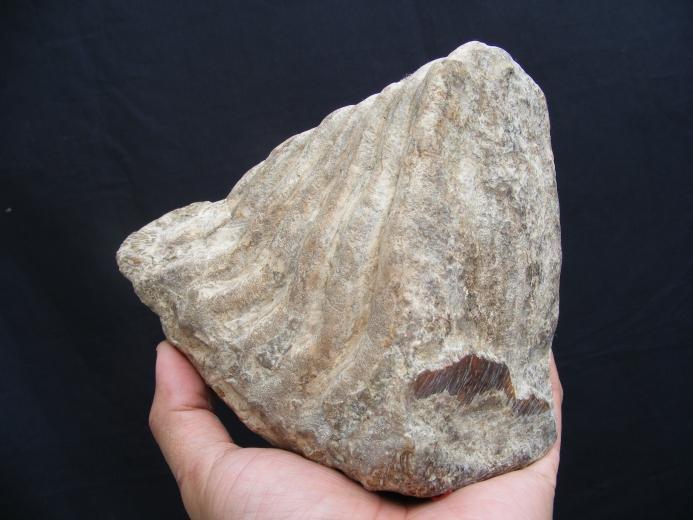 JUST DISCOVERED Massive Stegodon Molar FOSSIL Teeth Organic Remains Relic Borneo