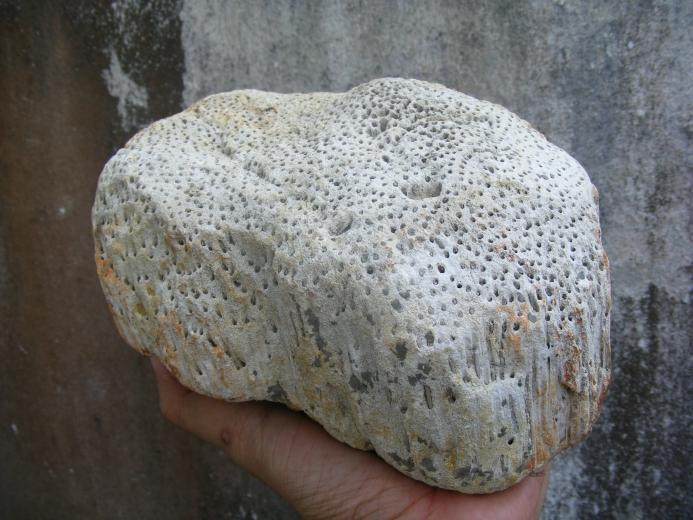 WOOD WOODEN FOSSIL Pokok NIBONG TREE Fossils Mineral Organic Remains Relic Plant
