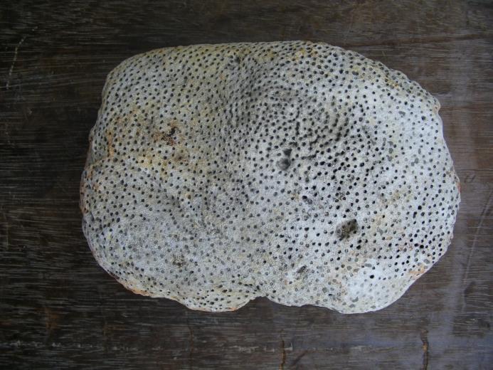 WOOD WOODEN FOSSIL Pokok NIBONG TREE Fossils Mineral Organic Remains Relic Plant