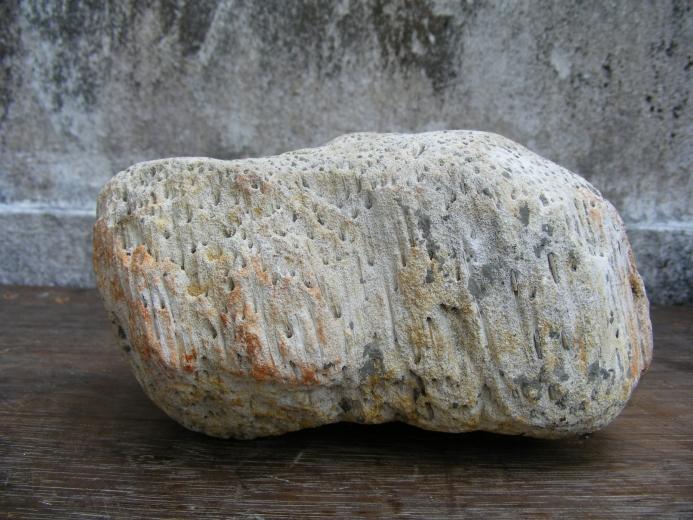 WOOD WOODEN FOSSIL Pokok NIBONG TREE Fossils Mineral Organic Remains Relic Plant