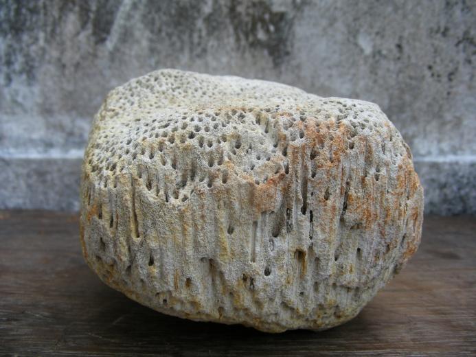 WOOD WOODEN FOSSIL Pokok NIBONG TREE Fossils Mineral Organic Remains Relic Plant