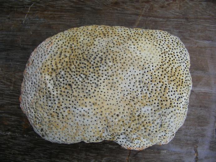 WOOD WOODEN FOSSIL Pokok NIBONG TREE Fossils Mineral Organic Remains Relic Plant
