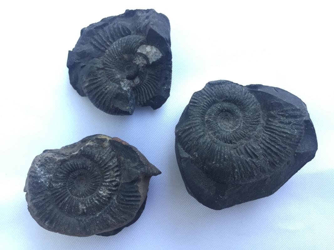 THREE AMMONITES FOSSIL ROCK Fossils Sulawesi Relic Cephalopod Marine Ammonite