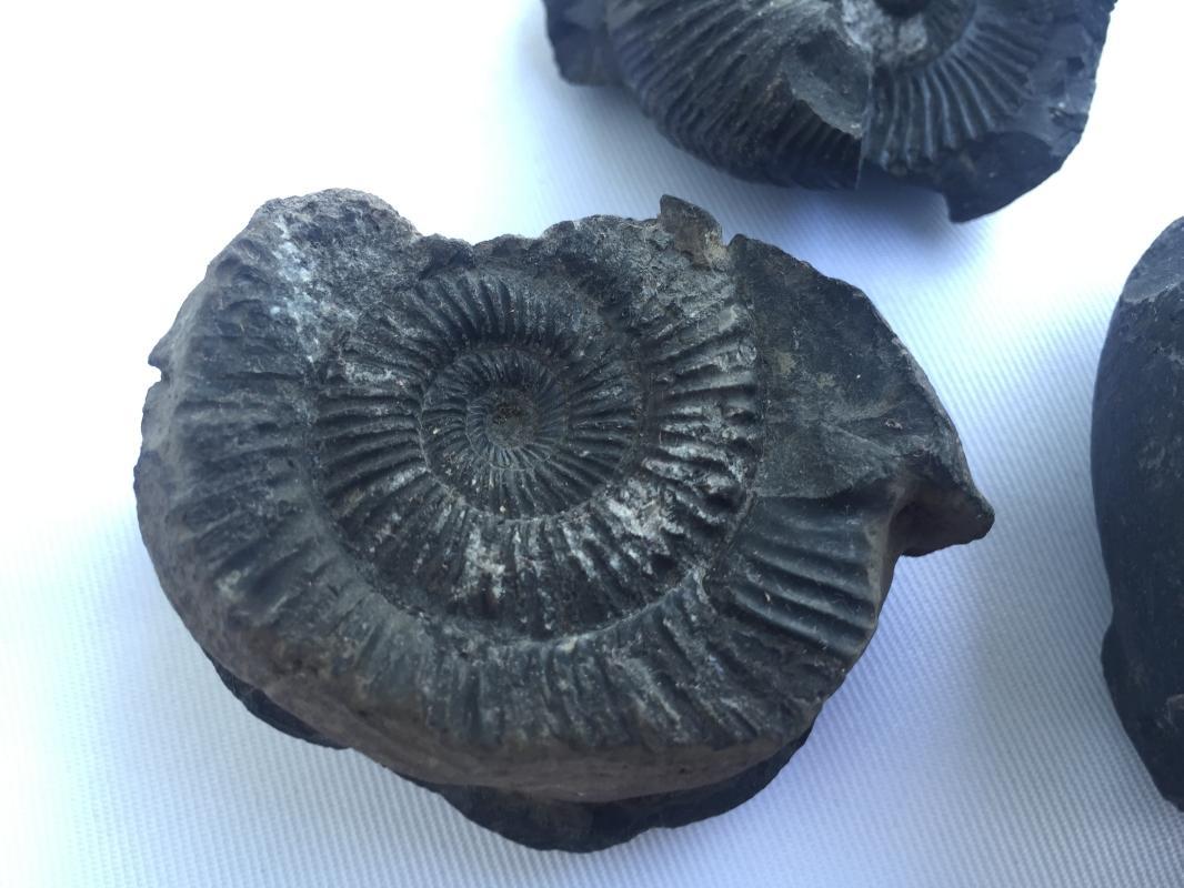 THREE AMMONITES FOSSIL ROCK Fossils Sulawesi Relic Cephalopod Marine Ammonite