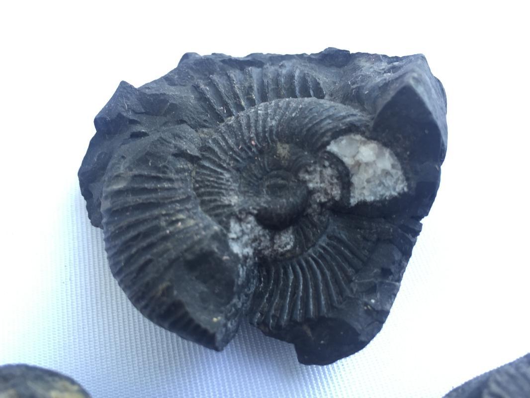 THREE AMMONITES FOSSIL ROCK Fossils Sulawesi Relic Cephalopod Marine Ammonite
