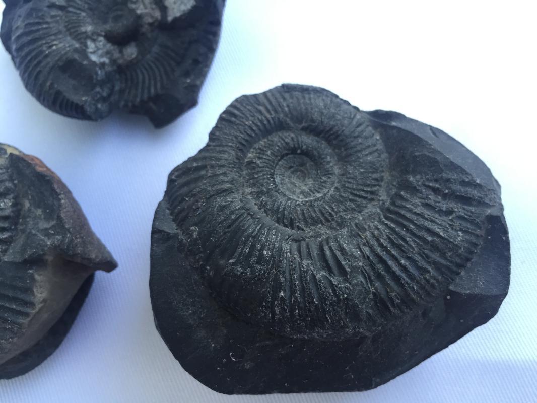 THREE AMMONITES FOSSIL ROCK Fossils Sulawesi Relic Cephalopod Marine Ammonite