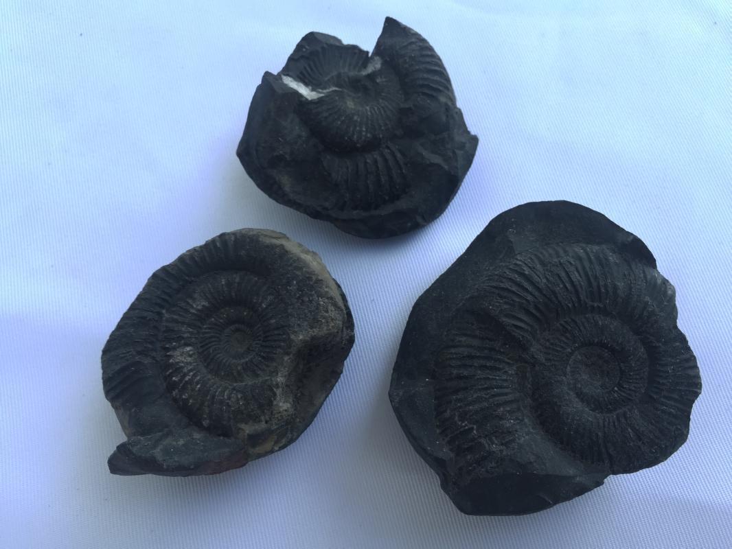 THREE AMMONITES FOSSIL ROCK Fossils Sulawesi Relic Cephalopod Marine Ammonite