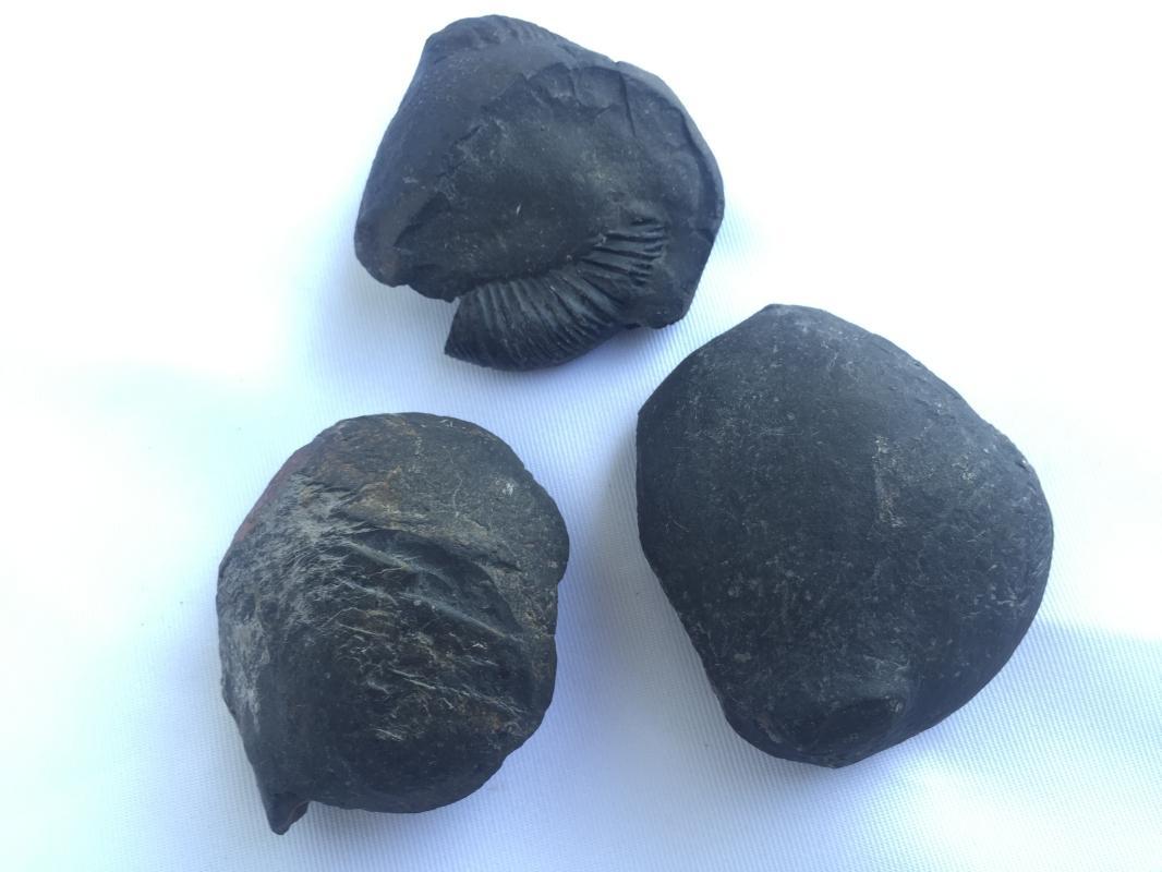 THREE AMMONITES FOSSIL ROCK Fossils Sulawesi Relic Cephalopod Marine Ammonite